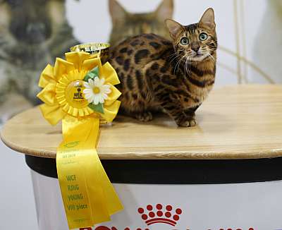 �������� ����� '�������� ���-�����'  10-11 ��� 2014 WCF-����� 8-110-169A4731 copy.jpg